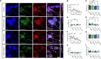 Inhibition of AKT Signaling Alters βIV Spectrin Distribution at the AIS and Increases Neuronal Excitability